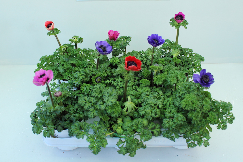 Anemone